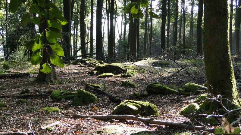 Ritterstein Nr. 013-5a Hirschtränke.JPG - Ritterstein Nr.13 Hirschtränke                            